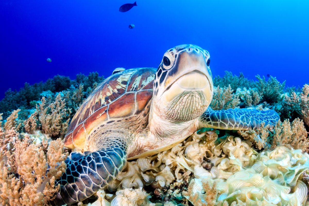 Grand-Caymen-Swim-With-Turtles