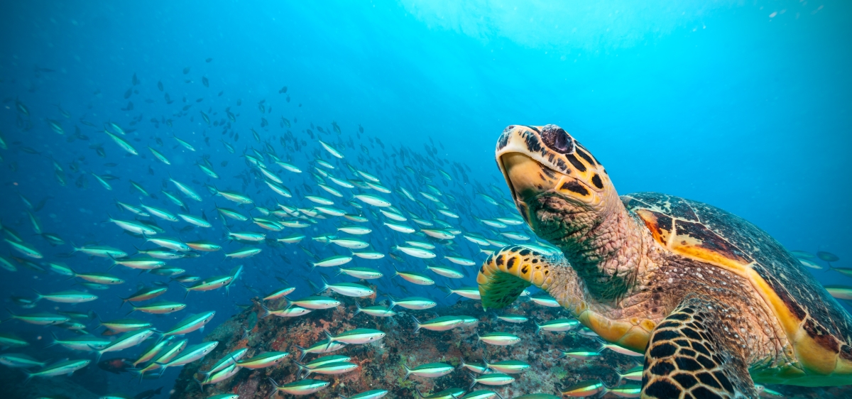 St-Lucia-Swim-With-Turtles