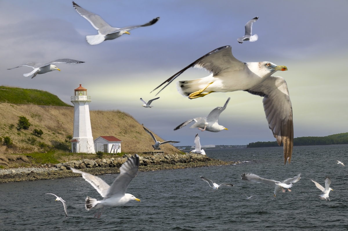 Lighthouse, Halifax